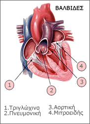 Anatomia Valvidon