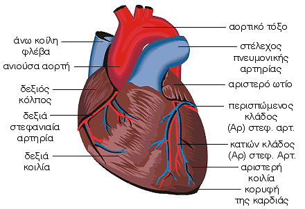 Anatomia kardias2